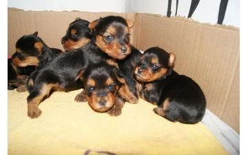 Yorkie Puppies