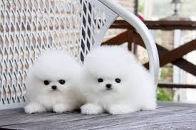 Awesome Pomeranian Puppies