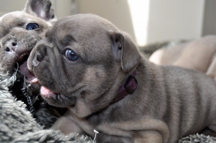 Beautiful, loving, purebred French Bulldogs puppie