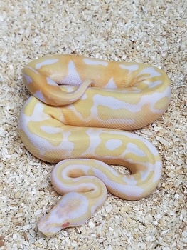 albino pied ball python for adoption