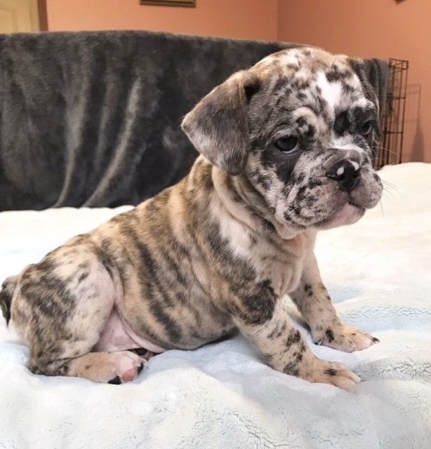 male and female French Bulldog puppies