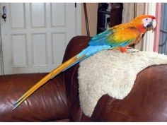 parrots and fertile parrot eggs for sale (972)843-