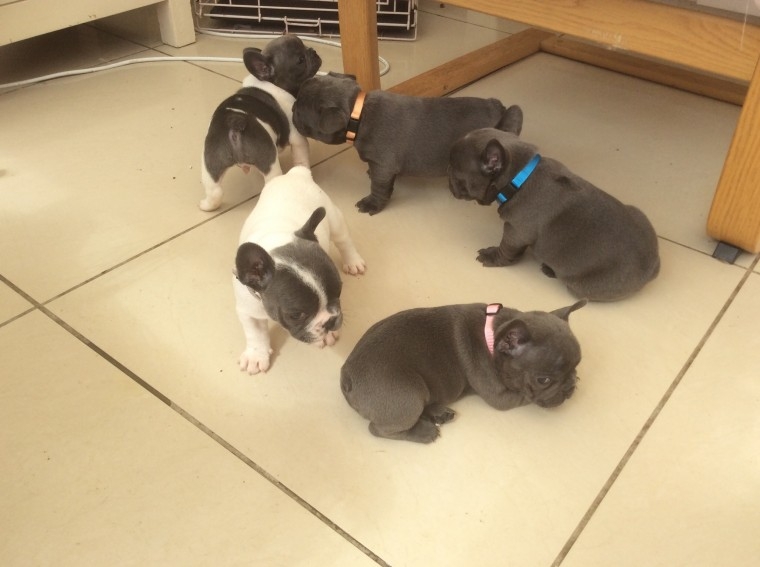 French Bulldog AKC Registered