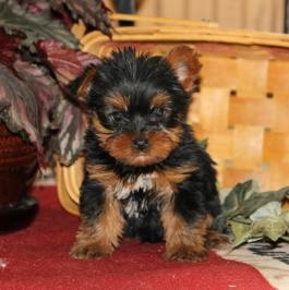 Lovely Yorkie Puppies Available