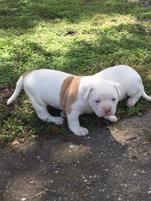 AMERICAN BULLDOG PUPPY FOR LOVELY HOME