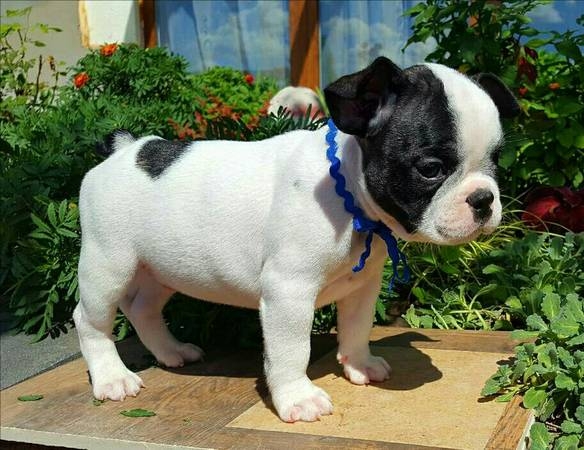 AKC Bulldog for sale