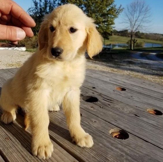 Skippy.Meet M/F Golden Retriever Pups For Rehoming