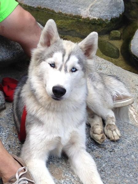 cute and lovely siberian husky puppies available