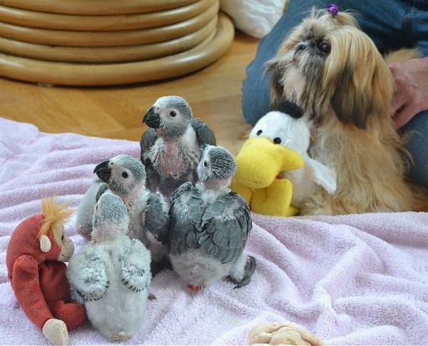 Cute African Grey Parrots for adoption