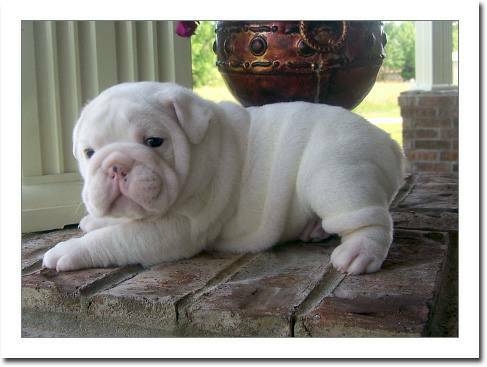 English bulldog