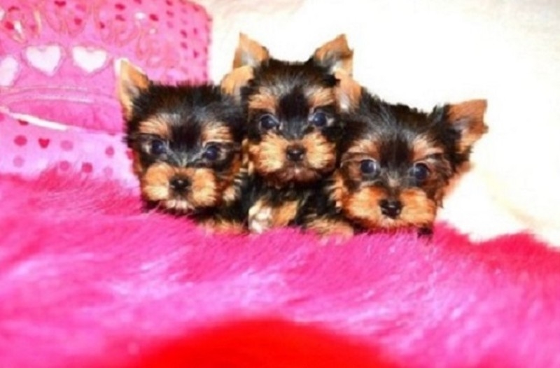 *** YORKIE PUPPIES  , Yorkshire Terrier Puppies fo