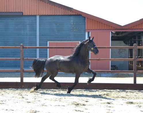 Preferent - In foal by Maurits .