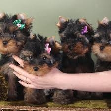 Trained Yorkies  call 802-242-3083