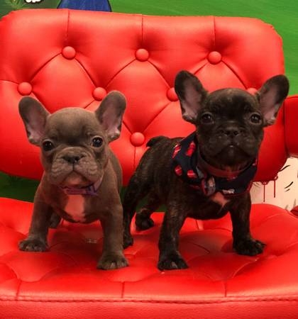 Males &amp; Females French Bulldog Puppies kennel club