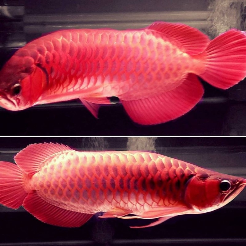 Arowana fishes of all kinds