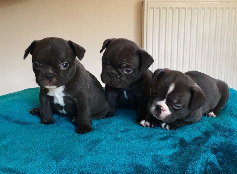 Charming French Bulldog Pups