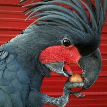 Black palm cockatoo and other Amazon parrots