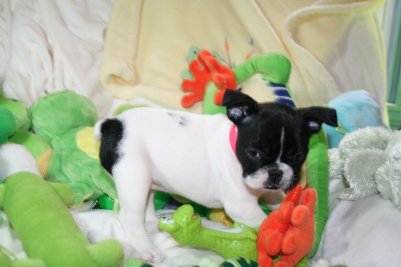 Gorgeous French Bulldog Pups  +1(231)622-5567