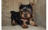 Yorkshire Terrier 720 464 8999