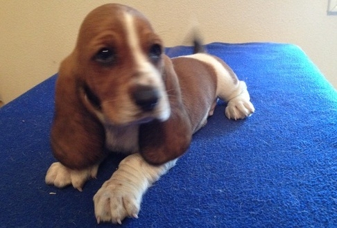 Healthy Basset hound puppies for sale