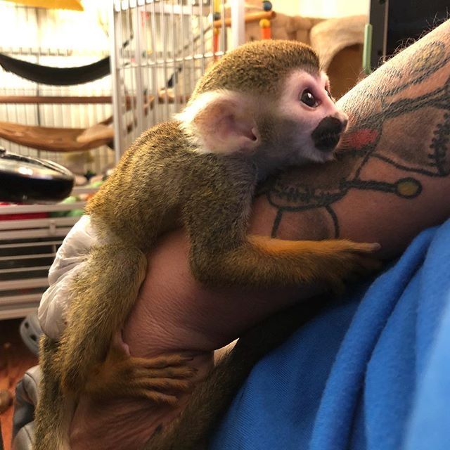 Adorable male Squirrel monkey for sale 