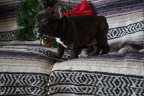 AKC BLUE FRENCH BULLDOG PUPPIES FOR X-MAS