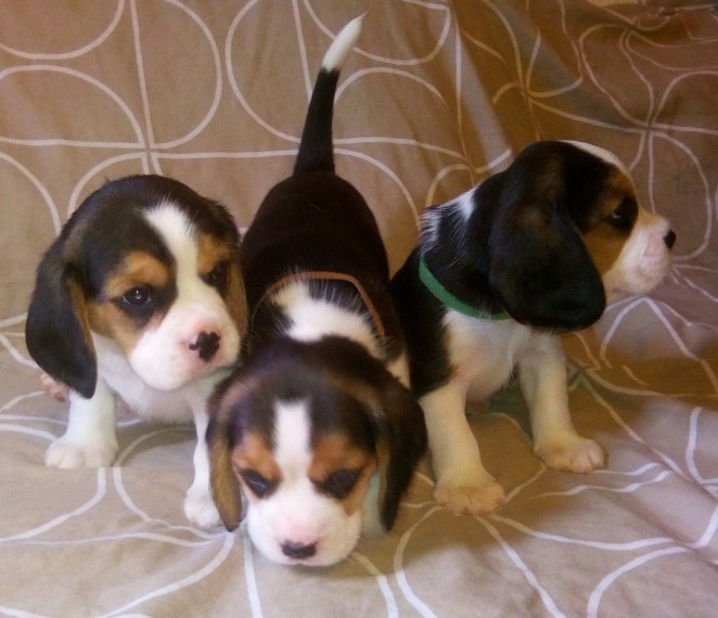 Super Cute Beagle puppies available for adoption