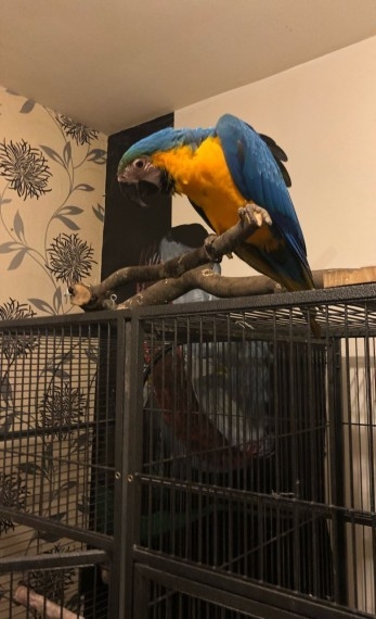 blue and gold macaw for sale