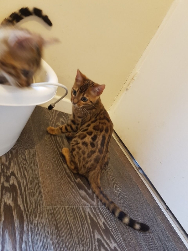 bengal-kittens-5bb48