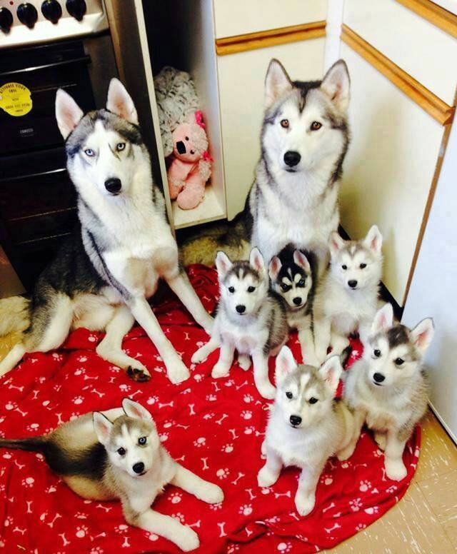 Akc registered Siberian Husky puppies(902) 703-458