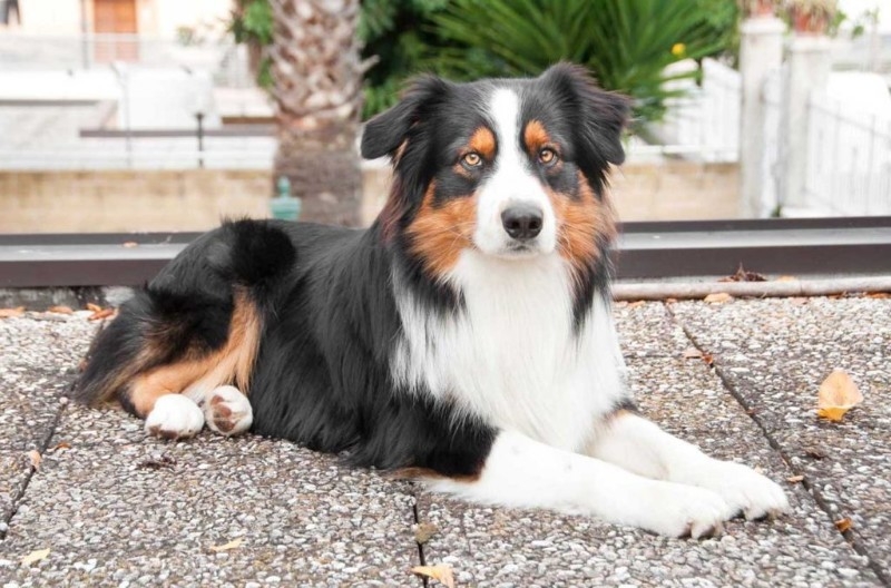 Australian Shepherd Puppy For Sale