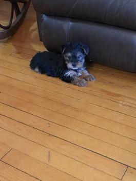 Adorable yorkie Puppies