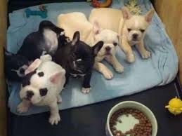 French Bullies Puppies qvqilqble for new homes