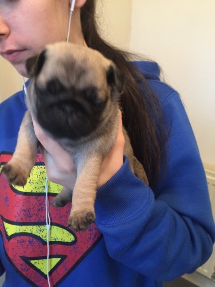 Cute pug puppies available 