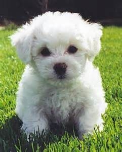 AKC Awesome Bichon Frise