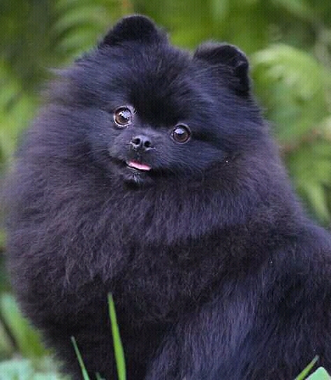 pomeranian puppy