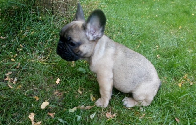 Stunning Solid Black Boy An Fawn French Bulldog Pu