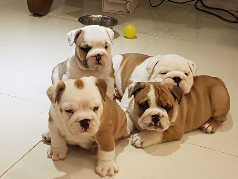 Chunky English Bulldog puppies