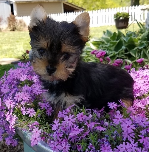 rehome my Yorkie pupps. She would come with a Med
