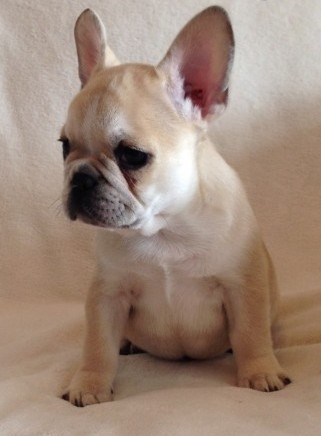 Healthy French Bulldog puppies