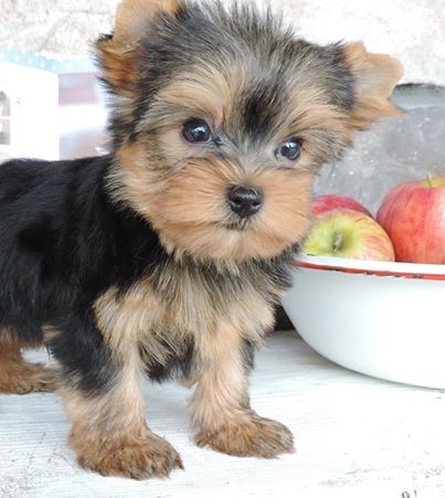 CUTE YORKIE PUPPIES AVAILABLE FOR ADOPTION