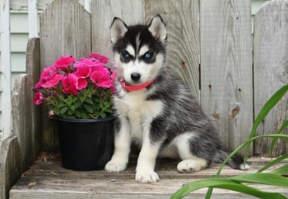 Blue Eyes Siberian Husky Ready to go