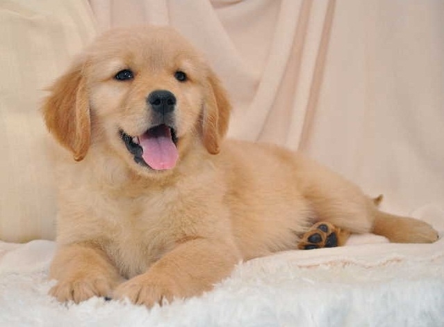 Sweet M/F Golden Retriever  Pups. 