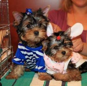Lovely Male and Female Yorkie puppies available