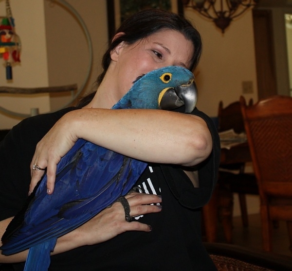 Hyacinth macaw parrot for adoption