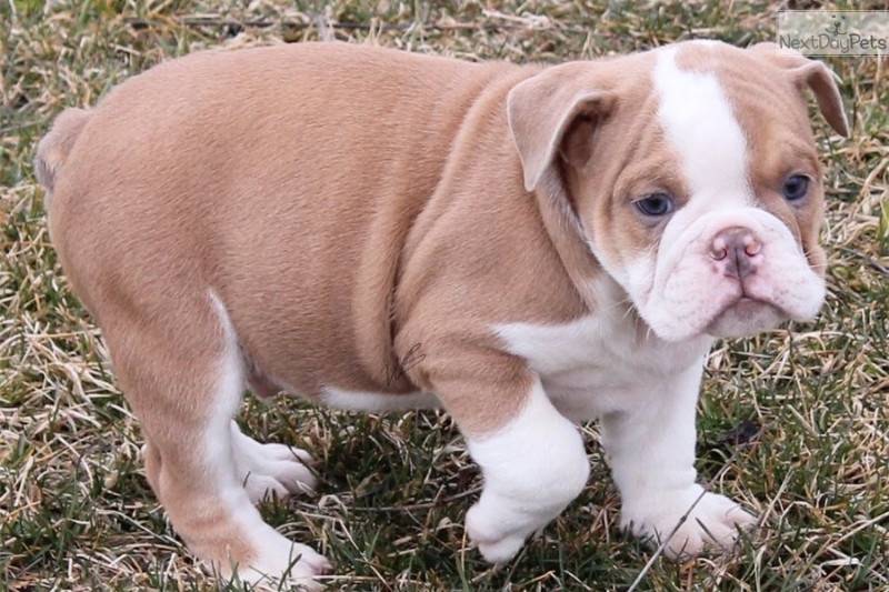 Gorgeous English Bulldog Pups