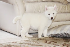 AKC Husky Puppies