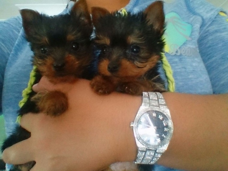 Beautiful Teacup Yorkie Pups for Sale 9123350747