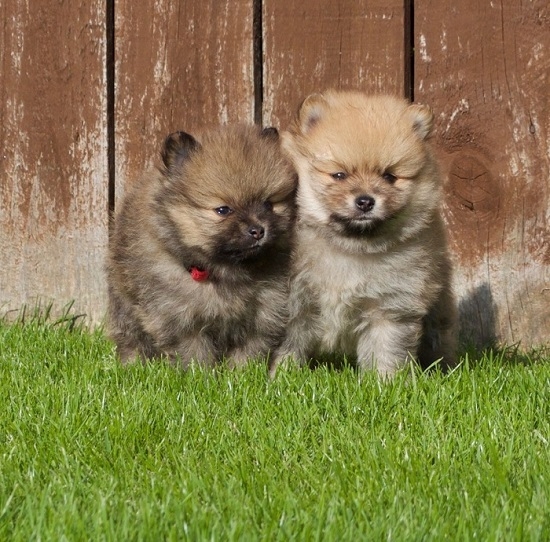 Pomeranian Puppies