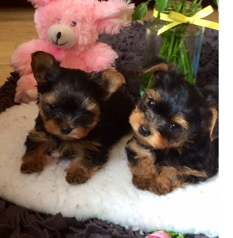 charming teacup yorkie puppies to loving homes